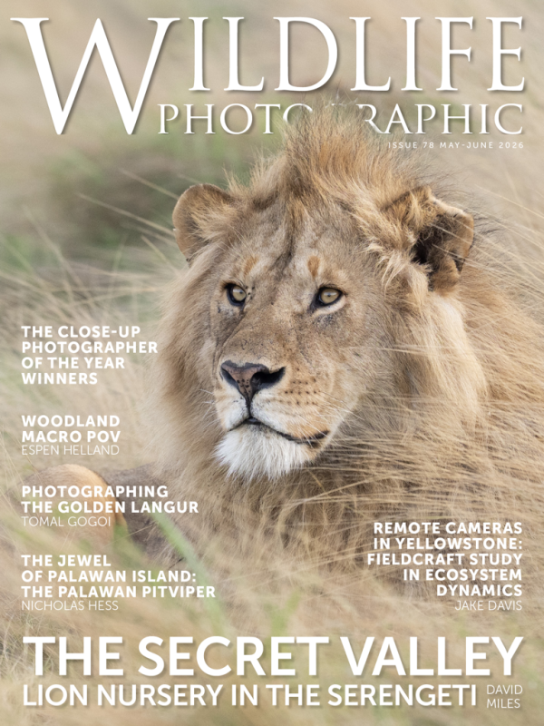 Wildlife Photographic